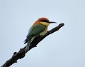 G (45) Chestnut-crested Bee-eater - Yala NP